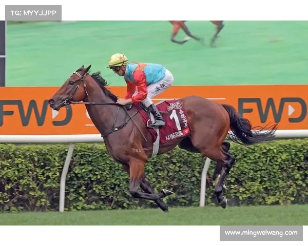 香港赛马最新赛季赛事资讯全方位追踪预测结果深度分析报道精华